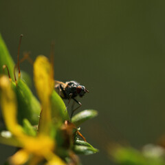 FLY INSECT - Wild forms of life in nature
