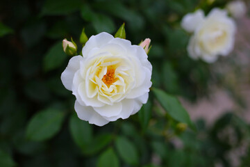 Beautiful white rose in full bloom