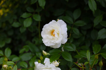 Beautiful white rose in full bloom