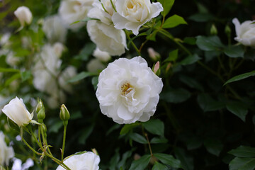 Beautiful white rose in full bloom