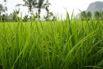 green grass of the sky
