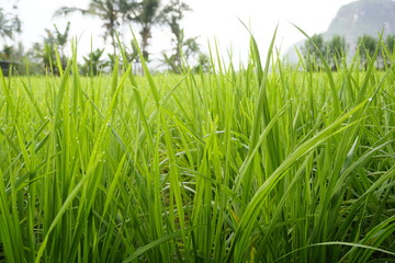 green grass and blue sky