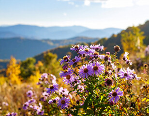 Appalachian Mountain Aster Background