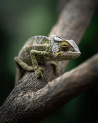 Fototapeta premium Chameleon in Natural Light with Depth of Field: A Detailed Portrait