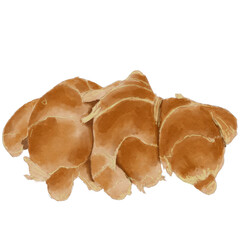 horizontal whole ginger root watercolor illustration