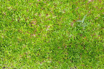 Fresh green grass covering the ground.