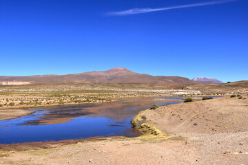 Birds at a small river at Altiplano in southern Bolivia