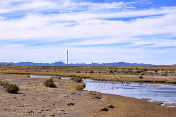 Birds at a small river at Altiplano in southern Bolivia