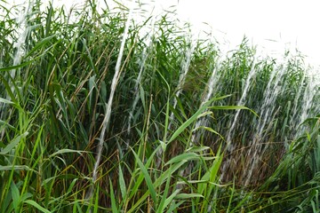 Reeds in Lake with Water Splash