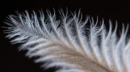 Swan's Feather in Close Detail Macro Photography
