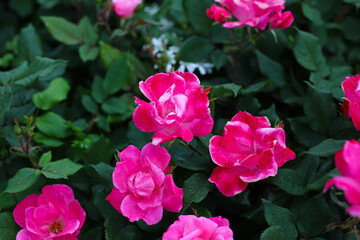 Bright pink roses blooming in lush green foliage.