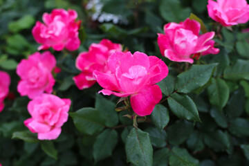 A beautiful rose bush in a public park in Japan