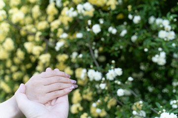 Hands and White Blossoms Together④