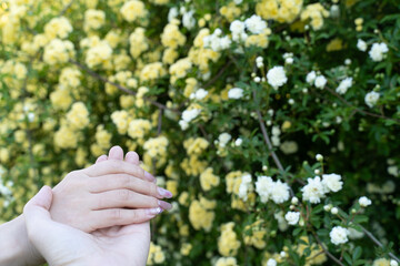 Hands and White Blossoms Together①