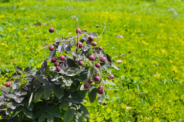Red longan fruits growing on a small tree