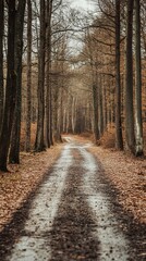 Obraz premium A path through a fall forest, leading into a hazy distance