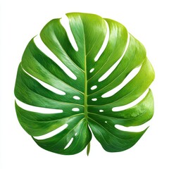 A close-up shot of a vibrant green monstera leaf, showcasing its unique shape and texture. The leaf is the focal point