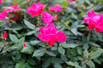 Red rose in the garden