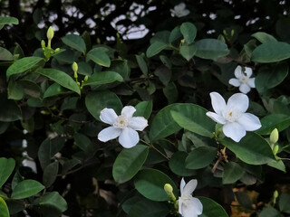 Naklejka premium Blooming white jasmine flowers with green foliage captured outdoors