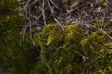 Moss on tree close up.  Tree with fresh green moss tiny life microcosm macro.