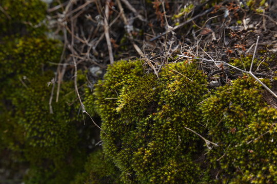 Moss on tree close up.  Tree with fresh green moss tiny life microcosm macro.