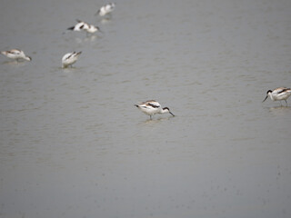 Flock of Pied Avocets