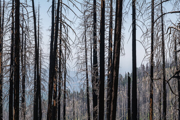 After the wildfire. Generals Highway, Kings Canyon National Park, The western slopes of the Sierra Nevada mountain range of California. 
