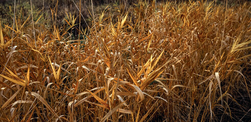 Autumn natural landscape of golden brown dry at coast