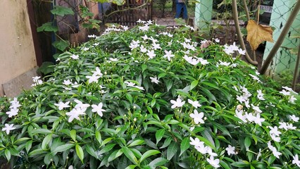 Pinwheel Flowering Plant in the Garden