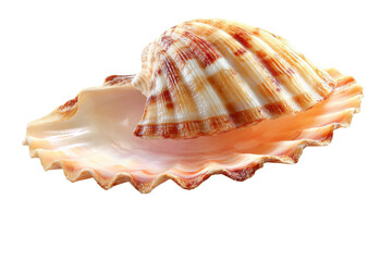 A shell is shown with a white background