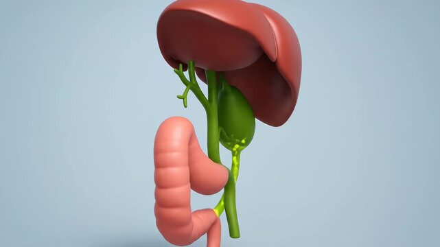 3D Render of Liver, Gallbladder, and Duodenum for Medical Education