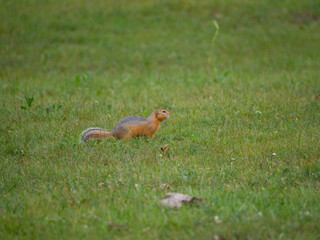 Long-tailed Ground Squirrel on grassland