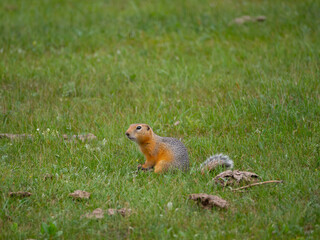 Long-tailed Ground Squirrel on grassland
