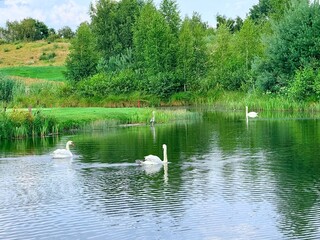 tender white swans at the lake, reflection on the water, summer