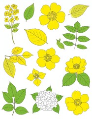 A collection of hand-drawn yellow flowers and leaves showcasing nature's beauty and diversity.