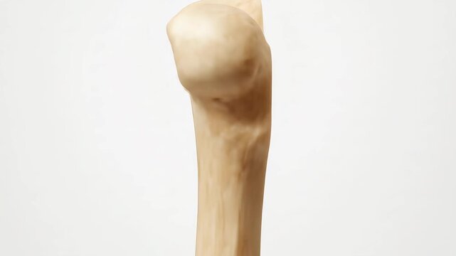 Detailed Femur Bone Structure Visualization