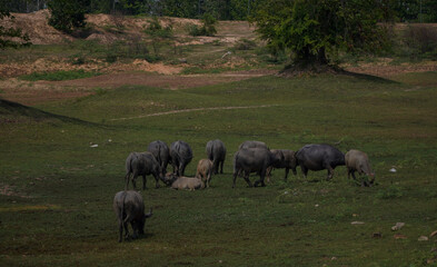 Water buffalo cooling in small pond created when reservoir shrink during hot season in hot tropical climates