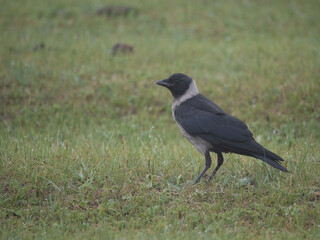 Daurian Jackdaw on grassland