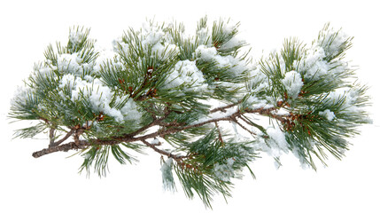Snowy Pine Branch © Rabia
