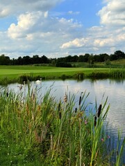 tender white swans at the lake, reflection on the water, summer