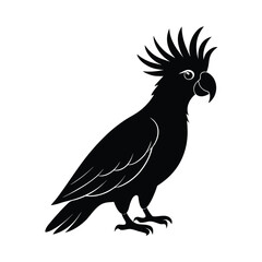 cockatoo, cockatoo bird, cockatoo silhouette, cockatoo feathers, cockatoo head