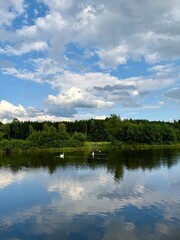 tender white swans at the lake, reflection on the water, summer