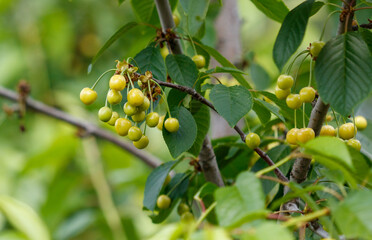 A tree with many green leaves and yellow cherries