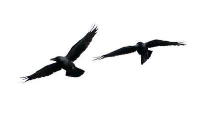 Two birds flying in the sky