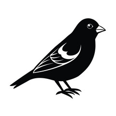 finch, bird, small, songbird, feather, beak, wing, flight, wildlife, chirp, nature, avian