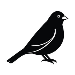 finch, bird, small, songbird, feather, beak, wing, flight, wildlife, chirp, nature, avian