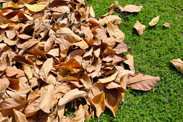 A pile of dry brown leaves scattered on green grass