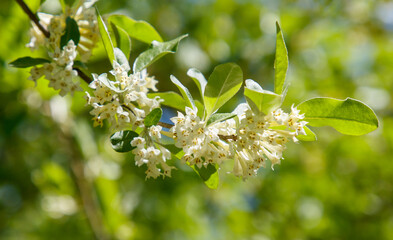 A tree with white flowers is in full bloom