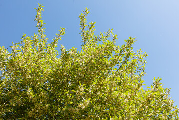 A tree with green leaves and a blue sky in the background