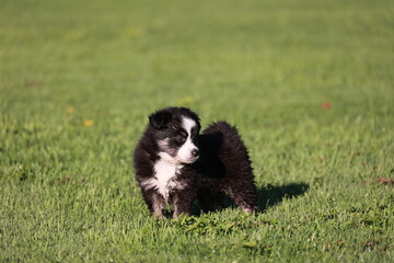 A small black and white dog is standing in a grassy field